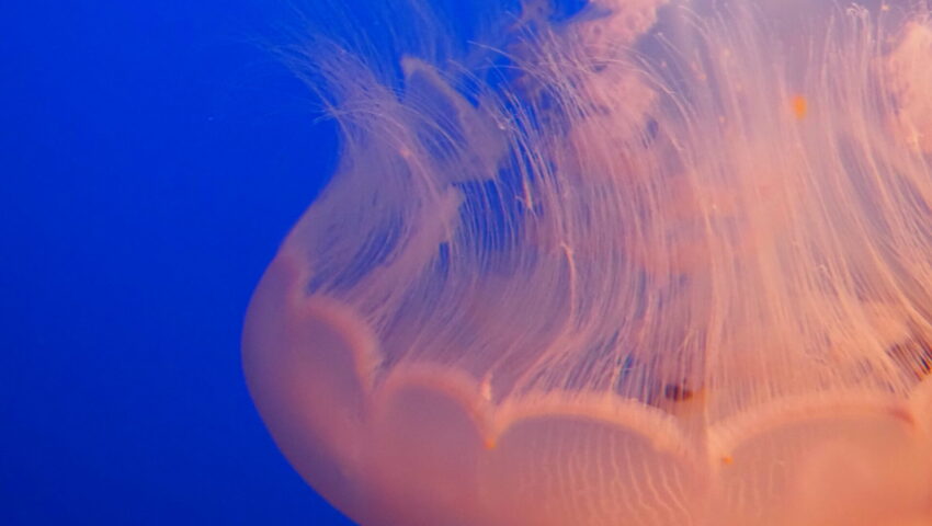 A moon jellyfish drifts against deep blue water, its bell trailing dozens of thin tentacles in every direction.